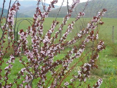 prunus cerasifera Nigra