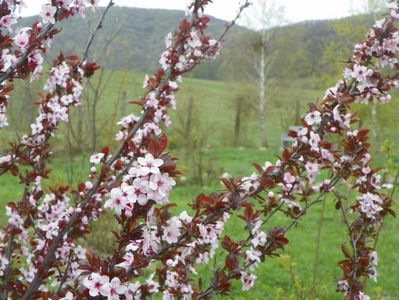 prunus cerasifera Nigra