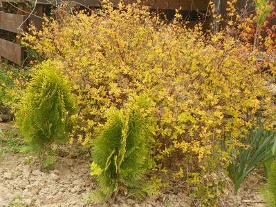 thuja Aurea Nana si spiraea Goldmound