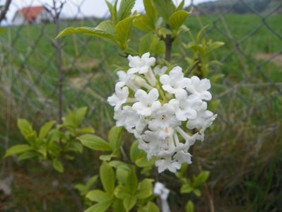 viburnum farreri Candidissimum