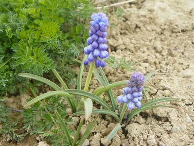 muscari armeniacum