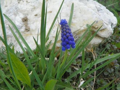 muscari armeniacum