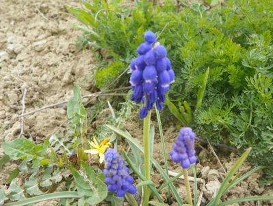 muscari armeniacum