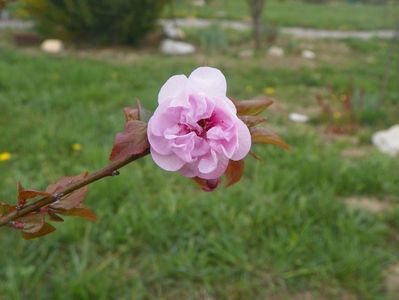 prunus x blireana