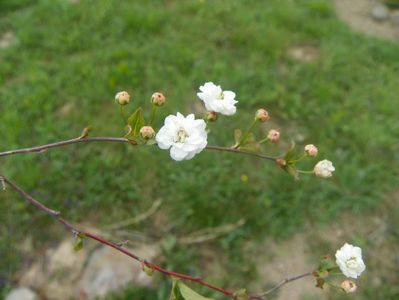 spiraea prunifolia Plena