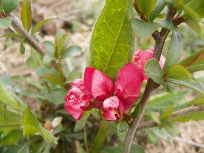 chaenomeles Pink Trail