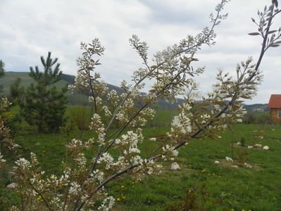 amelanchier lamarckii