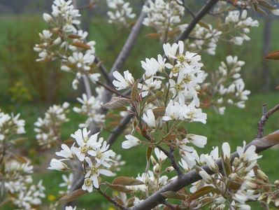 amelanchier lamarckii