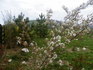 amelanchier lamarckii