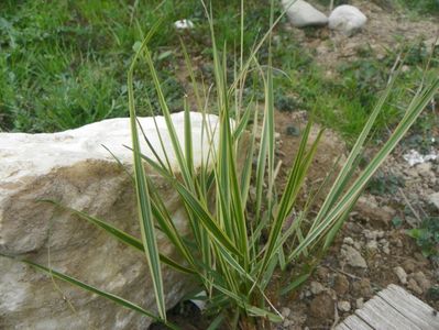 calamagrostis x acutiflora Overdam