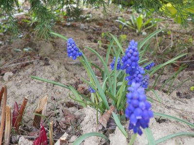 muscari armeniacum