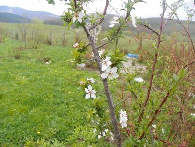 prunus spinosa?