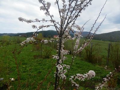 prunus Trailblazer