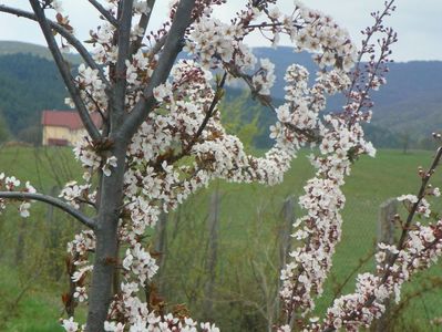 prunus Trailblazer