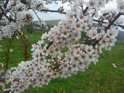 prunus Trailblazer