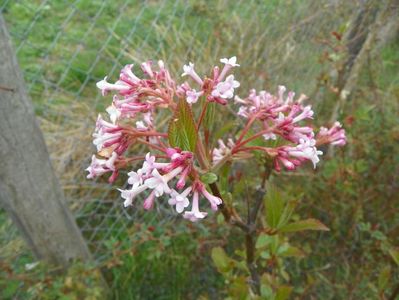 viburnum bodnantense Dawn