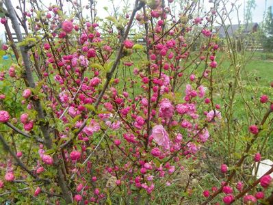 prunus triloba