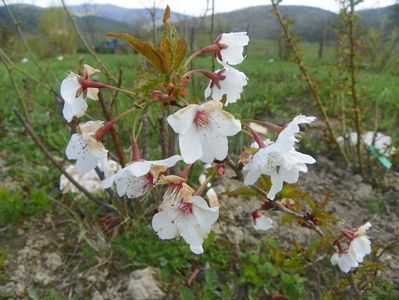 prunus nipponica Brilliant