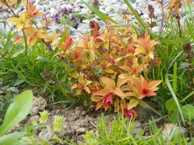 spiraea Goldflame