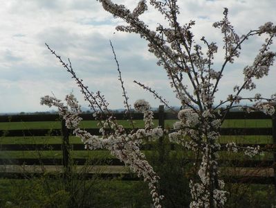 prunus Trailblazer