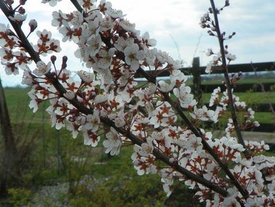 prunus Trailblazer