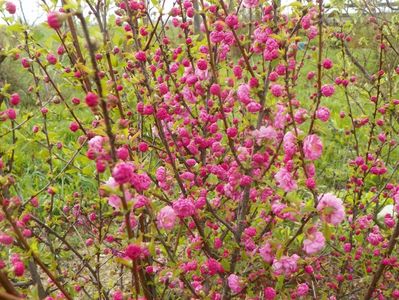 prunus triloba