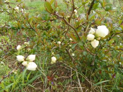 chaenomeles Nivalis