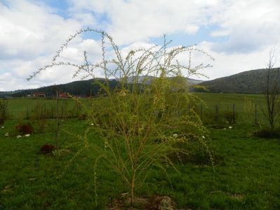 salix babylonica