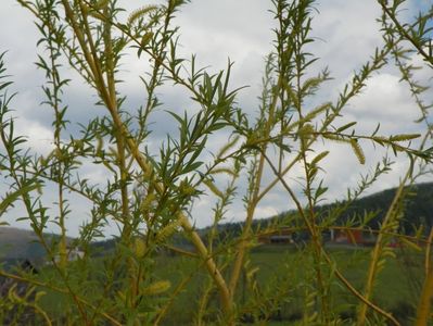 salix babylonica