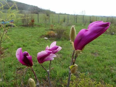 magnolia Leonard Messel