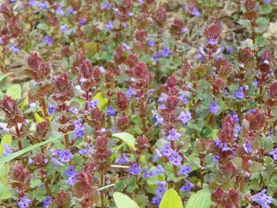 glechoma hederacea