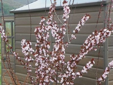 prunus cerasifera Nigra