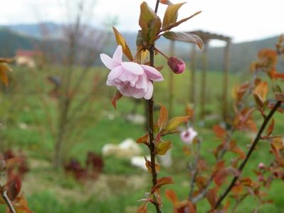 prunus x blireana