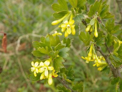 ribes aureum