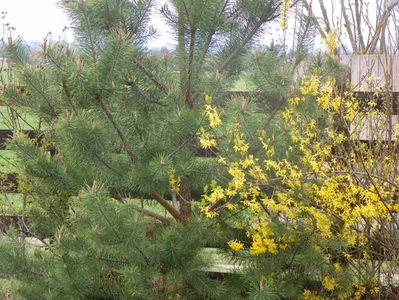 forsythia intermedia