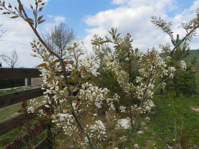 amelanchier lamarckii