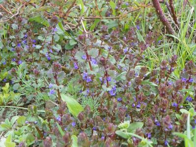 glechoma hederacea