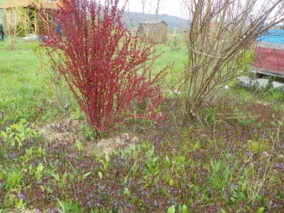 berberis Orange Rocket + ajuga reptans