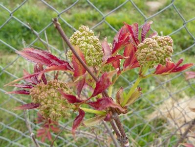 sambucus Sutherland Gold