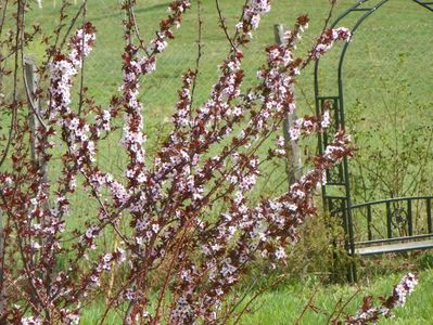 prunus cerasifera Nigra