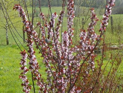 prunus cerasifera Nigra