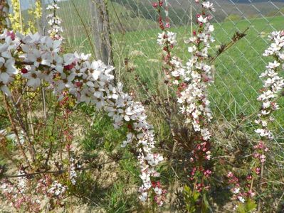 spiraea Fujino Pink