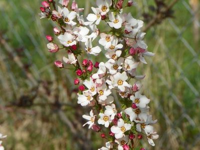 spiraea Fujino Pink