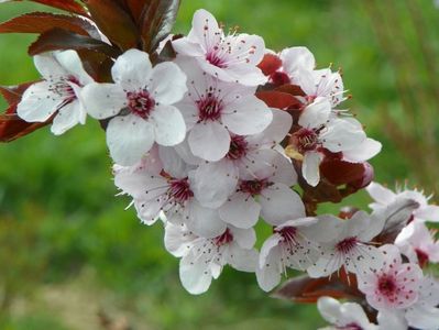 prunus cerasifera Nigra