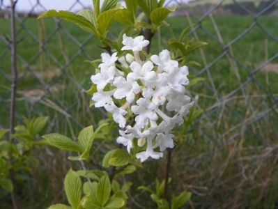 viburnum farreri Candidissimum