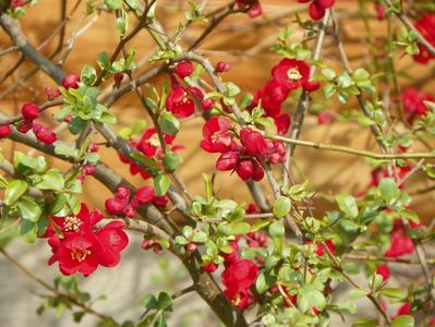 chaenomeles Crimson and Gold