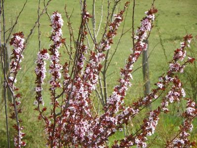 prunus cerasifera Nigra