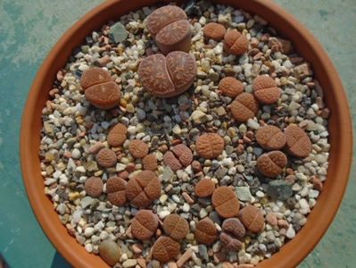 Lithops - inceputul perioadei de crestere; 20 apr. 2019
