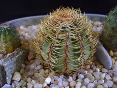 Oroya peruviana