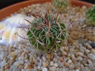 Echinofossulocactus phyllacanthus v. violaciflorus